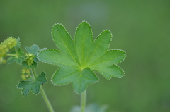 Alchemilla conglobata