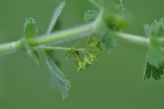 Alchemilla conglobata