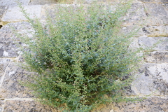 Scrophularia rupestris