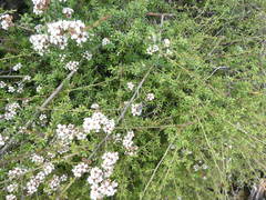 Kunzea tenuicaulis