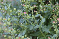 Scrophularia rupestris