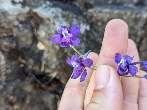 Image of Delphinium hesperium by (c) Alexander Wentworth, some rights reserved (CC BY)