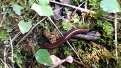 Pachyiulus hungaricus