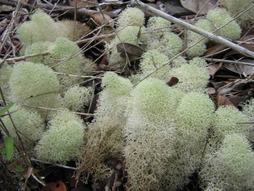 Fuzzy Reindeer Lichen