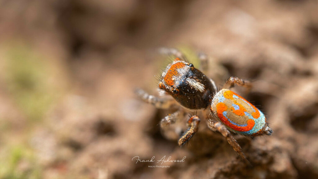 Lettered Peacock Spider
