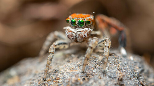 Photo of Lettered Peacock Spider (Maratus literatus)
