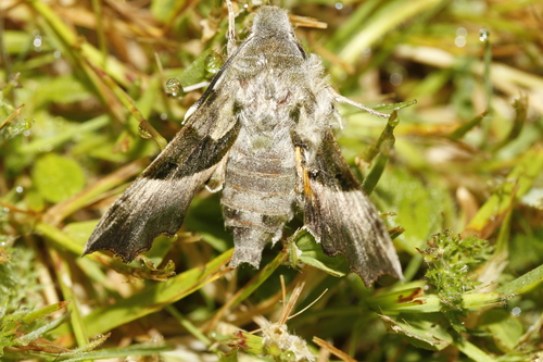 Proserpinus proserpina