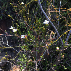 Lachnaea pusilla