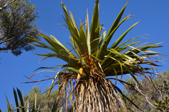 Cordyline indivisa