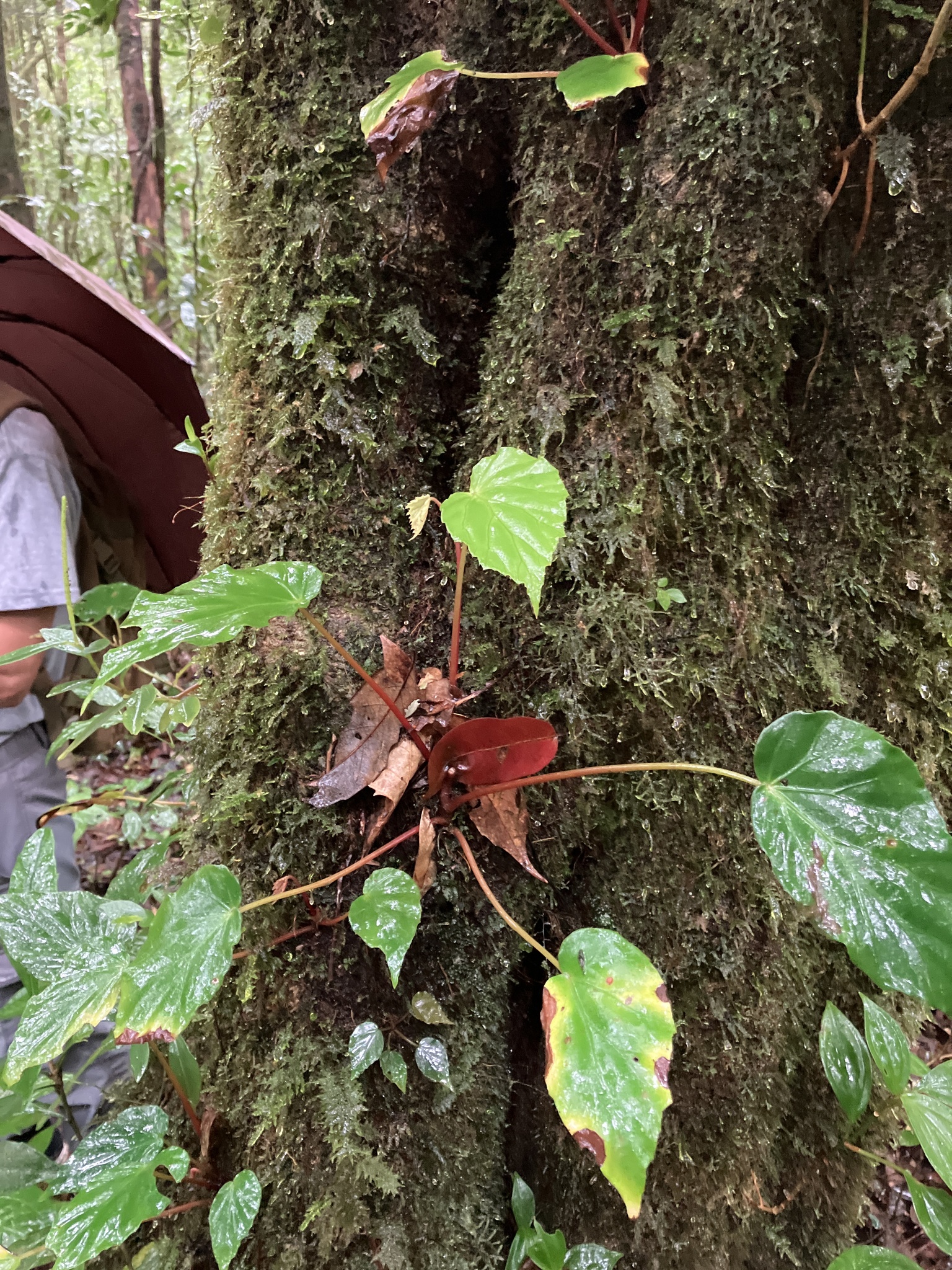 Begonia hongiaoensis — ảnh 2
