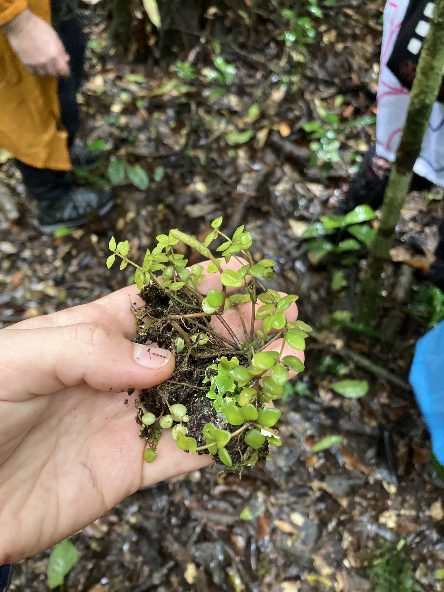 Peperomia tetraphylla (Peperomia tetraphylla)