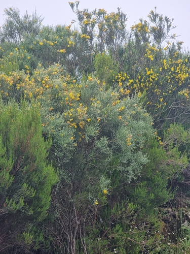 Image of Genista tenera by (c) Vítor Jorge, some rights reserved (CC BY)