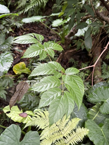 Nekemias cantoniensis, photograph 5