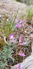 Astragalus calycosus