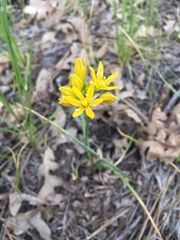 Triteleia lemmoniae
