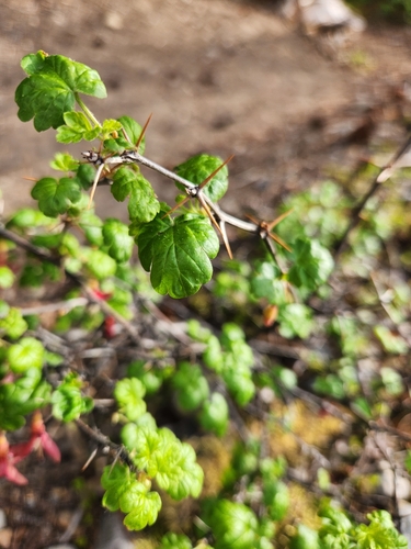 Image of Ribes lobbii by (c) Merlla McLaughlin, some rights reserved (CC BY)