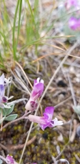 Astragalus calycosus