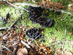 Phellodon sinclairii