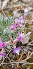 Astragalus calycosus