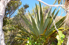 Cordyline indivisa