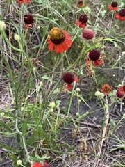 Helenium flexuosum