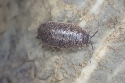 Porcellio piceus