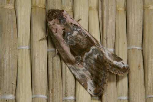 Rosy Marbled, Pilisborosjenő, 2097 Hungary, photo 6 of 10