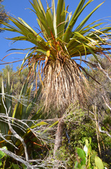 Cordyline indivisa