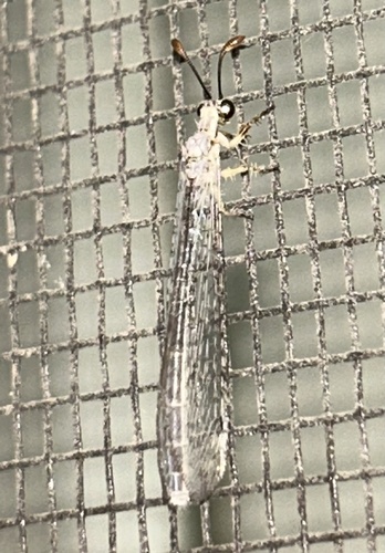 Gnopholeon delicatulus