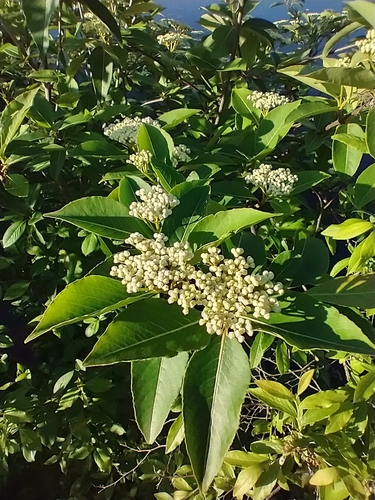 withe-rod (Viburnum nudum)