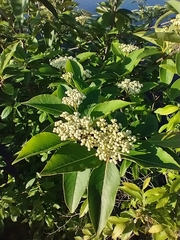 Witherod Viburnum (Viburnum cassinoides)