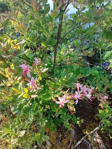Image of Rhododendron prinophyllum by (c) Tom Norton, some rights reserved (CC BY)