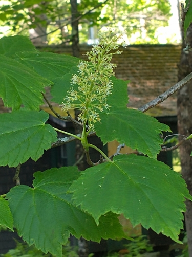 Mountain maple (Acer spicatum)