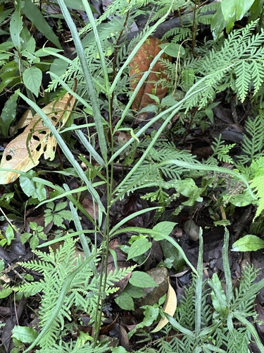 Pteris ensiformis