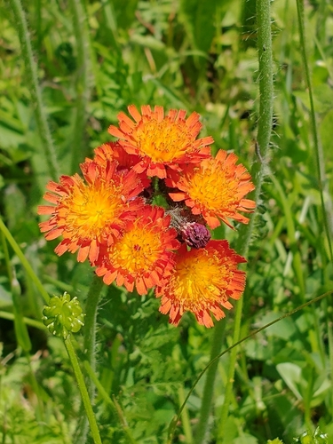 Pilosella aurantiaca