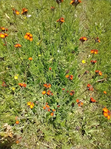 Pilosella aurantiaca