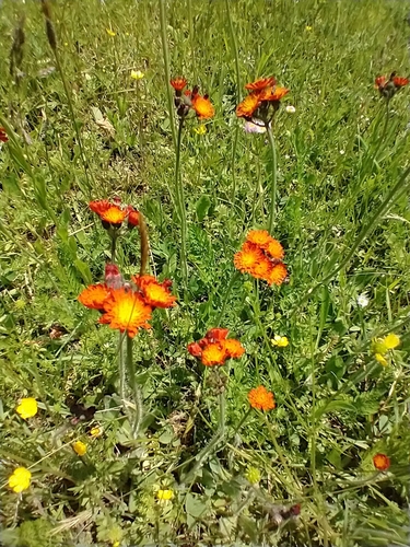Pilosella aurantiaca