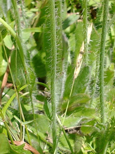 Pilosella aurantiaca
