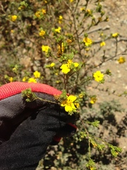 Deinandra fasciculata