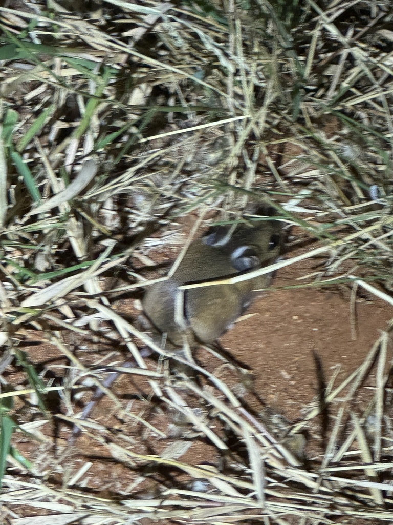Delicate Mouse