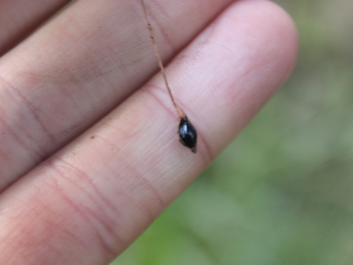 Image of Gahnia xanthocarpa by (c) Joe Dillon, some rights reserved (CC BY)
