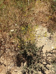 Deinandra fasciculata