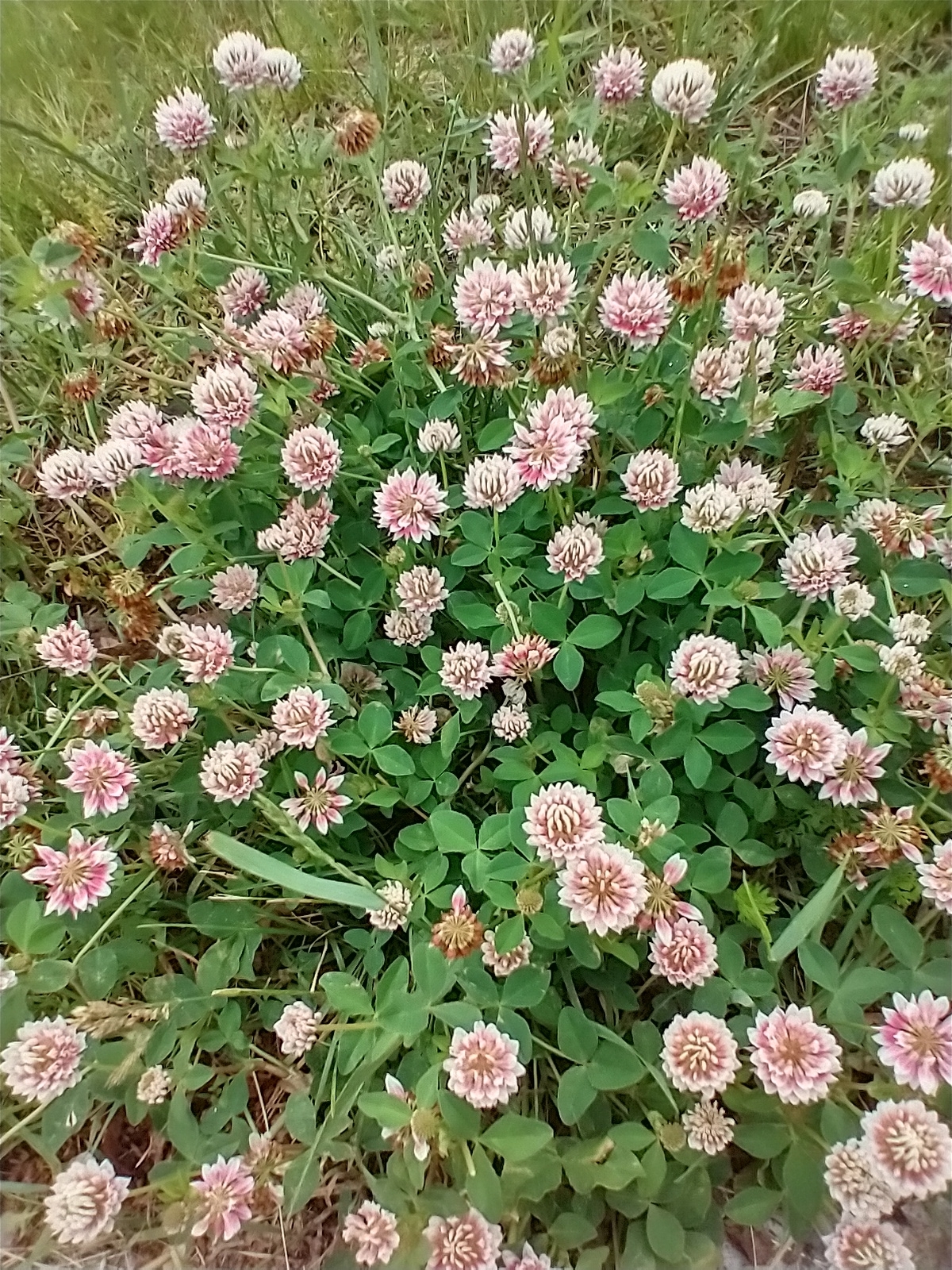 Alsike Clover