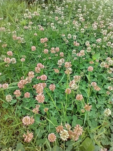 white clover (Trifolium repens)
