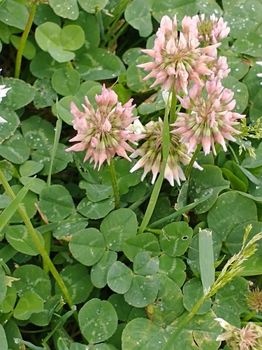 Trifolium repens