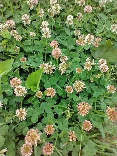 Trifolium repens