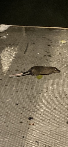 オオミズネズミ