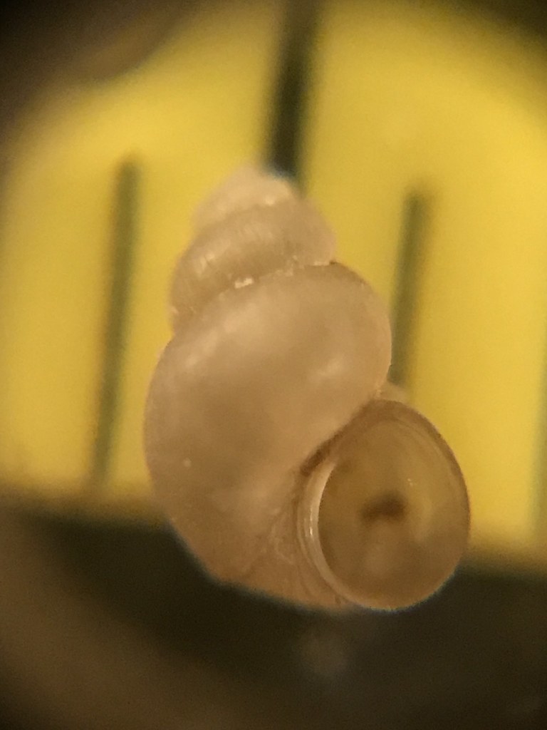 Bear Lake Springsnail