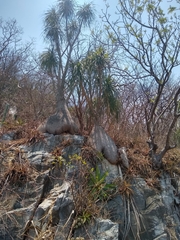 Beaucarnea