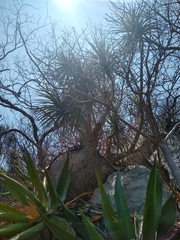 Beaucarnea